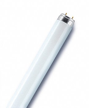 L 36 W/865 LUMILUX T8 OSRAM